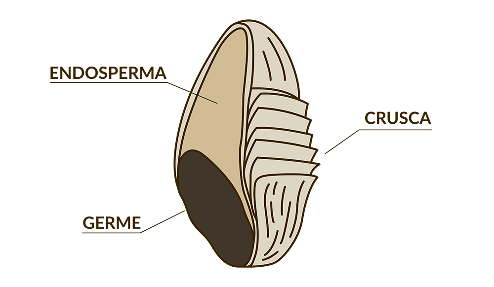 Illustrazione Germe Di grano